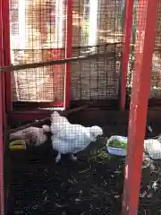 田無神社の動物