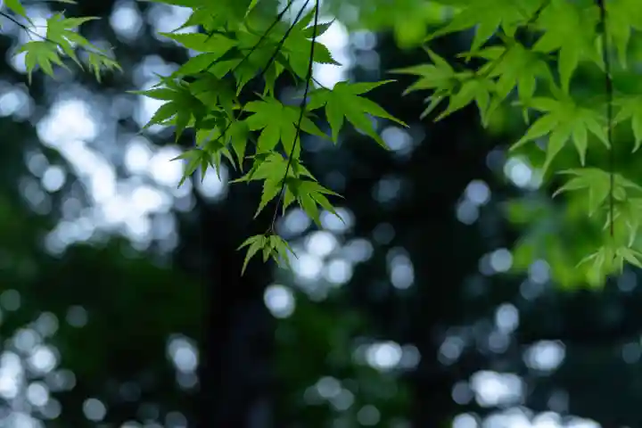 彌彦神社の自然