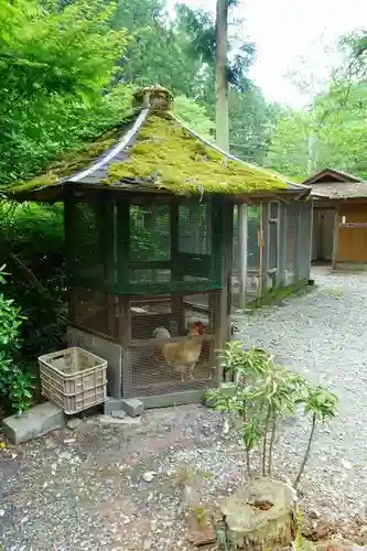 丹生川上神社（下社）の動物