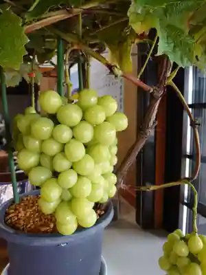 大善寺の授与品その他