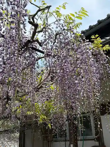 正法寺の{uncategorized: "未分類", other: "その他", undefined: "問題あり", building: "その他建物", grave: "お墓", sacred_gate: "鳥居", guardian: "狛犬", statue: "像", buddha: "仏像", history: "歴史", nature: "自然", garden: "庭園", animal: "動物", pagoda: "塔", temizu: "手水舎", mountain_gate: "山門・神門", sanctuary: "本殿・本堂", subordinate: "末社・摂社", art: "芸術", scenery: "景色", jizo: "地蔵", ema: "絵馬", goshuin: "御朱印", omikuji: "おみくじ", items: "授与品その他", amulet: "お守り", goshuincho: "御朱印帳", eats: "食事", festival: "お祭り", votive_dance: "神楽", shichigosan: "七五三参", wedding: "結婚式", experience: "体験その他", initially: "初詣", around: "周辺", anti_infection: "感染症対策"}