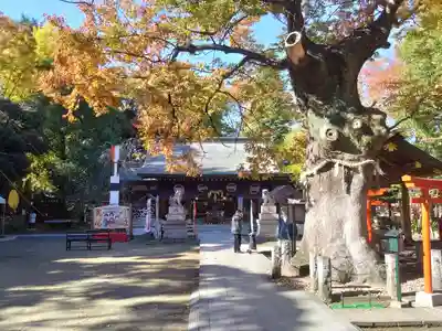 新田神社(東京都)