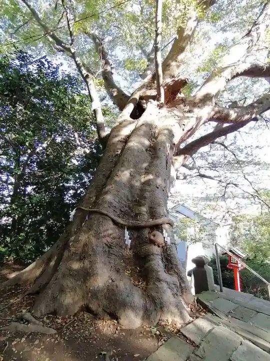 常陸第三宮 吉田神社の自然