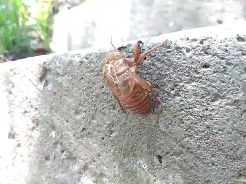 白山神社(福井県)