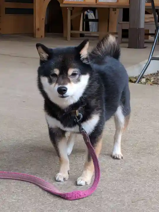 上目黒氷川神社(東京都)
