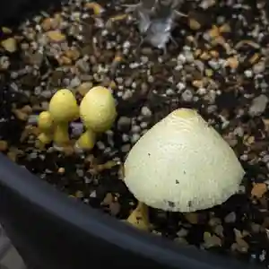 成田山大照寺(北海道)(2025年08月10日(日) 14時08分58秒投稿)