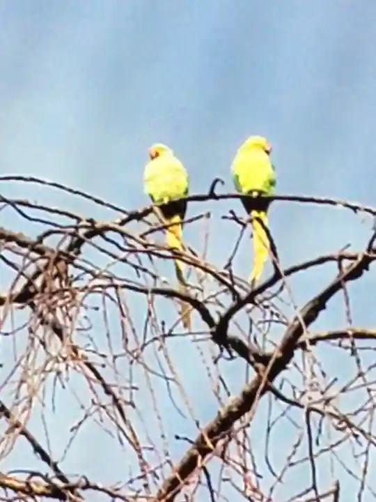 圓照寺(東京都)