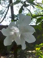 野々上八幡神社の自然