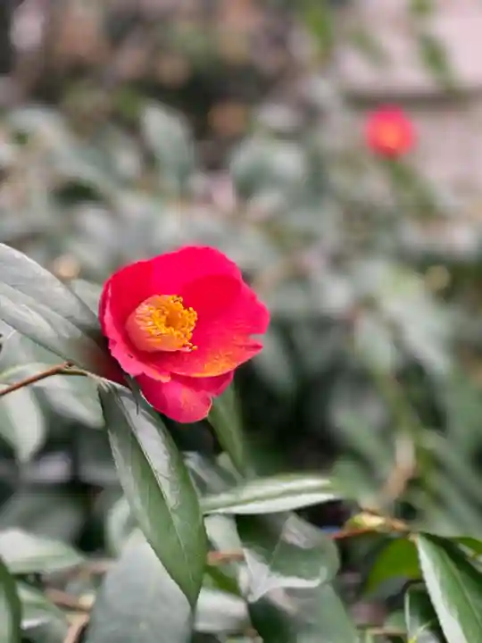 蔵前神社の自然