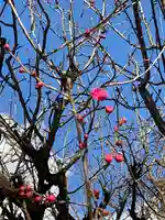 賀茂御祖神社(下鴨神社)の自然