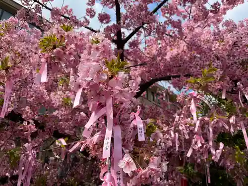 桜神宮(東京都)