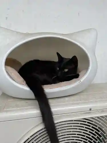 御誕生寺（猫寺）の動物