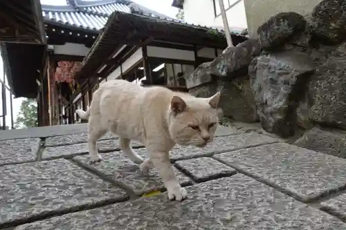 慈眼寺の動物
