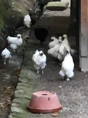 石上神宮の動物