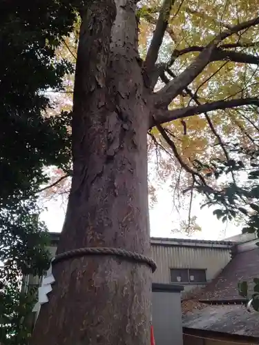 鎮守氷川神社の自然