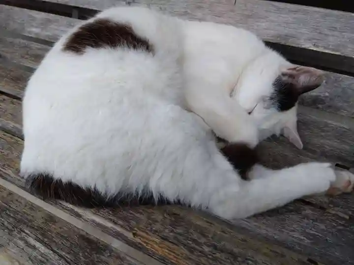 御誕生寺(猫寺)の動物