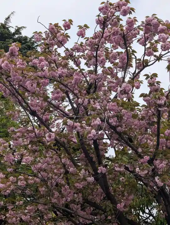 浅草寺(東京都)