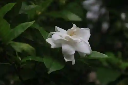 開成山大神宮の庭園