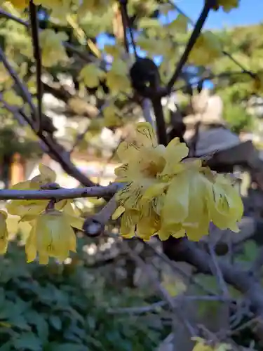 鳩森八幡神社の自然
