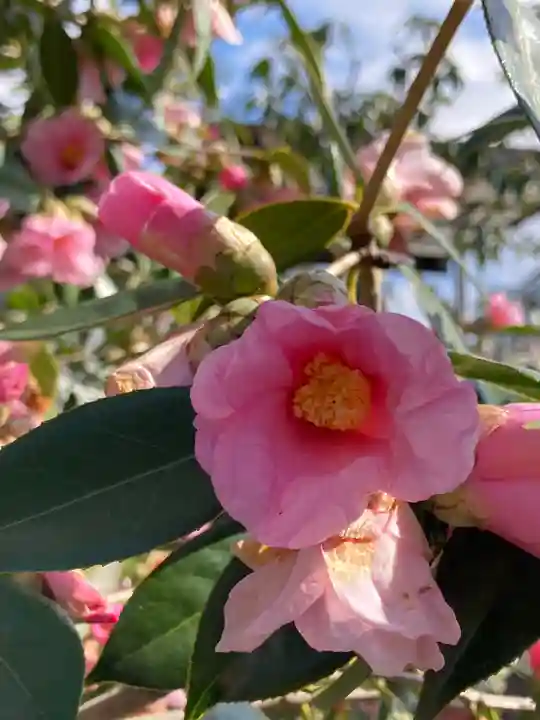 荘嚴浄土寺(大阪府)