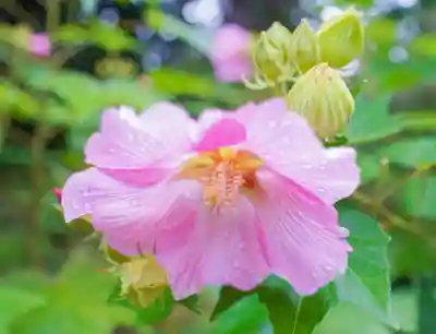 南原寺(山口県)