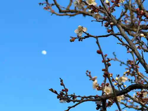 湯島天満宮(長野分社)の自然