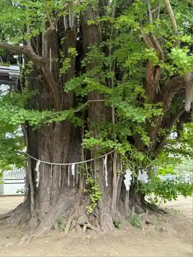葛飾八幡宮(千葉県)