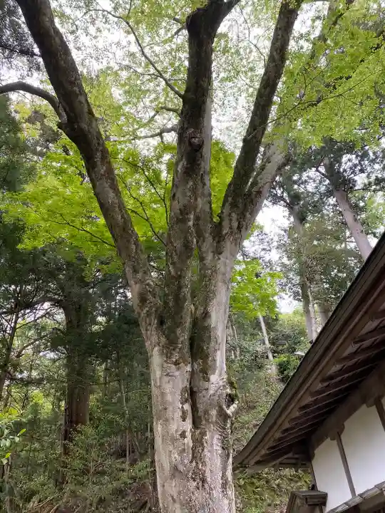 丹生川上神社(下社)(奈良県)