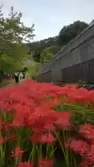 横浜　西方寺の自然