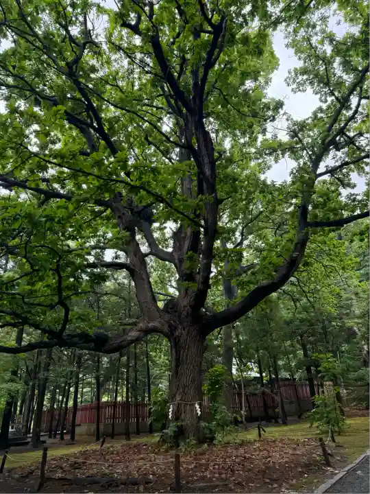 北海道神宮の自然