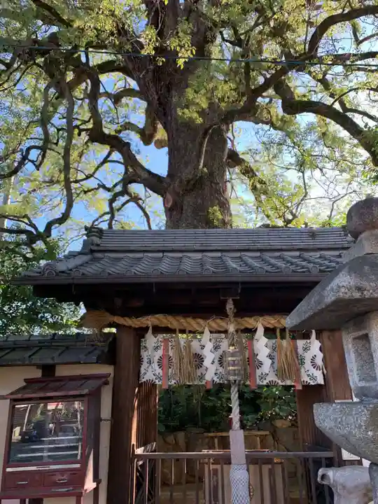 新熊野神社の自然