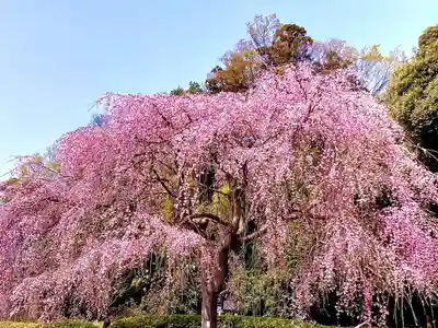 櫻木神社(千葉県)