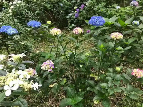 高幡不動尊　金剛寺の自然