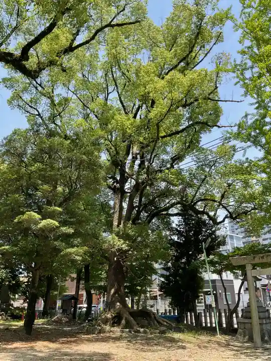 六所社(金城町)の自然