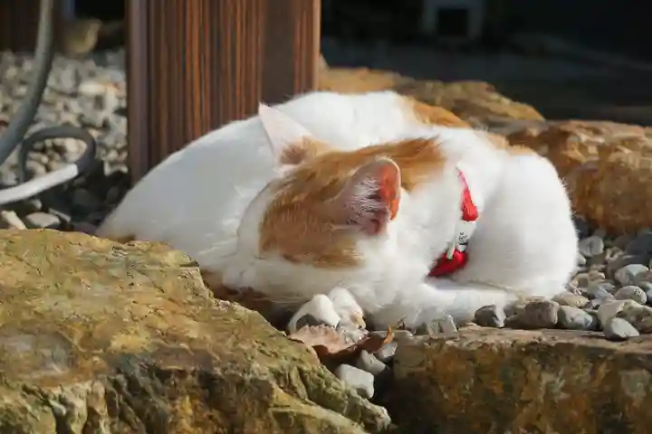 唐澤山神社の動物