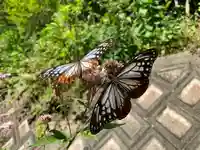 普門寺(切り絵御朱印発祥の寺)の動物