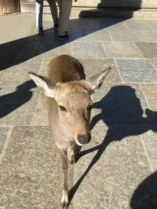 東大寺の動物