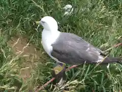 蕪嶋神社の動物