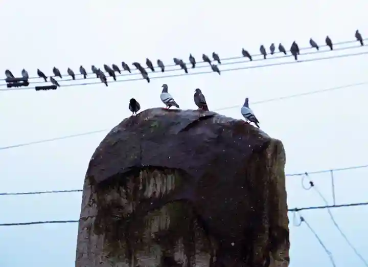 三津厳島神社(愛媛県)