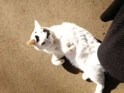 野々宮神社の{uncategorized: "未分類", other: "その他", undefined: "問題あり", building: "その他建物", grave: "お墓", sacred_gate: "鳥居", guardian: "狛犬", statue: "像", buddha: "仏像", history: "歴史", nature: "自然", garden: "庭園", animal: "動物", pagoda: "塔", temizu: "手水舎", mountain_gate: "山門・神門", sanctuary: "本殿・本堂", subordinate: "末社・摂社", art: "芸術", scenery: "景色", jizo: "地蔵", ema: "絵馬", goshuin: "御朱印", omikuji: "おみくじ", items: "授与品その他", amulet: "お守り", goshuincho: "御朱印帳", eats: "食事", festival: "お祭り", votive_dance: "神楽", shichigosan: "七五三参", wedding: "結婚式", experience: "体験その他", initially: "初詣", around: "周辺", anti_infection: "感染症対策"}