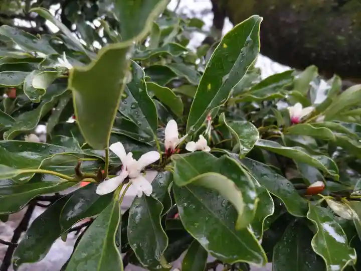 浜松秋葉神社の自然