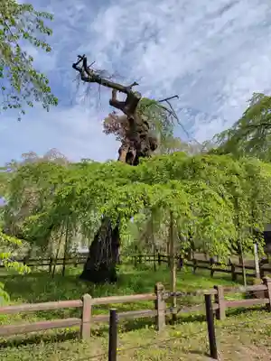 清雲寺(埼玉県)