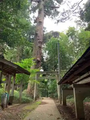 日吉神社の鳥居