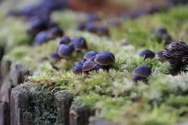 鹿島大神宮の自然
