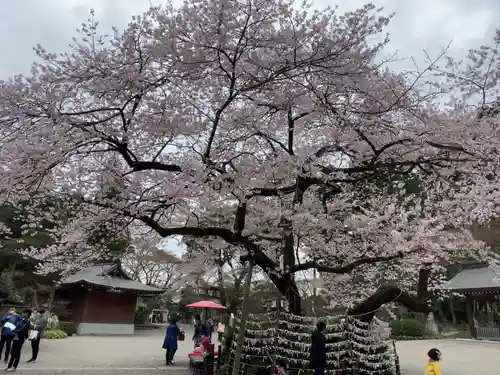 高麗神社の自然