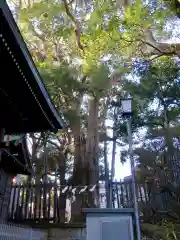 太子堂八幡神社の自然