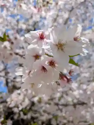 鳩森八幡神社(東京都)