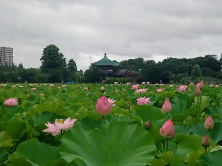 寛永寺不忍池弁天堂(東京都)