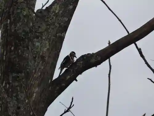 留辺蘂神社の動物