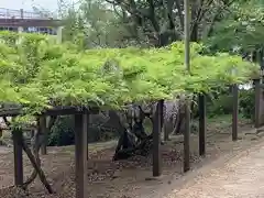 高山神社(群馬県)